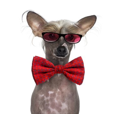 Hairless Chinese crested dog wearing glasses and a bow tie