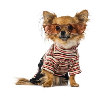 Chihuahua giyinmiş ve gözlük