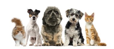 Grup köpek ve kedi beyaz arka plan önünde