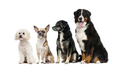 Beyaz arka plan önünde köpekler grubu