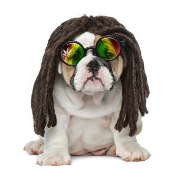 Dreadlocks peruk ve gözlük fr içinde giyen İngilizce bulldog köpek yavrusu