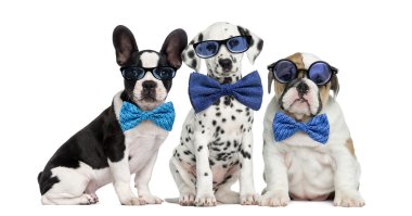 Group of dogs wearing glasses and bow ties