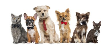 Group of dogs and cats in front of a white background clipart