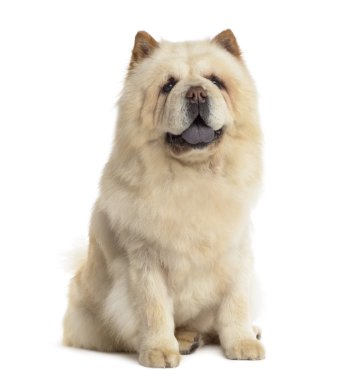 Chow chow beyaz arka plan önünde