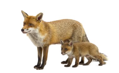 Anne fox ile beyaz bir backgr önünde yavrusunu (7 haftalık)
