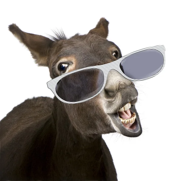 Donkey (4 years) wearing glasses in front of a white background — Stockfoto