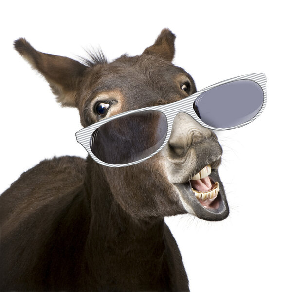 donkey (4 years) wearing glasses in front of a white background