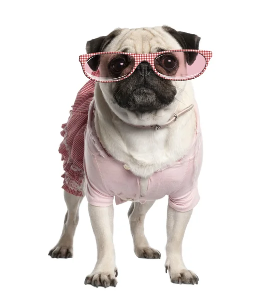 Portrait of dressed up pug wearing glasses, 4 years old, standin — Stockfoto