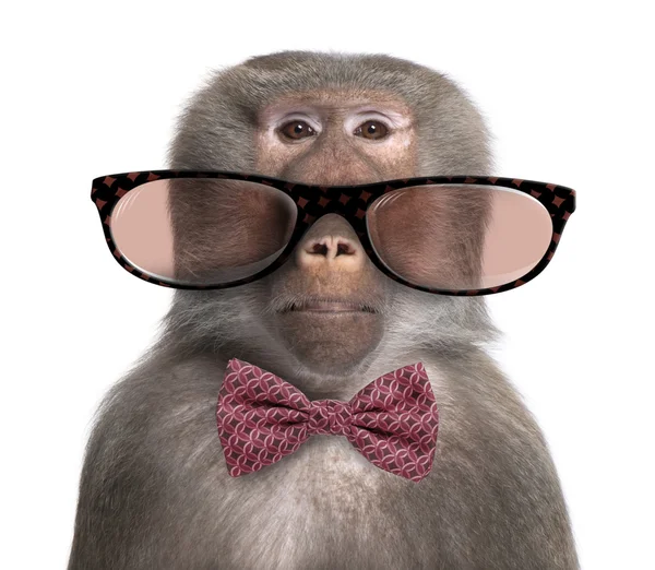 Babuino con gafas y pajarita delante de un fondo blanco — Foto de Stock