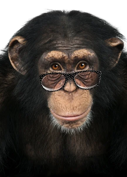 Крупный план шимпанзе, смотрящего в камеру, Pan troglodytes , — стоковое фото