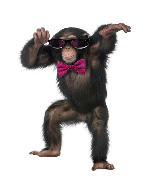 Young Chimpanzee wearing glasses and a bow tie, dancing in front