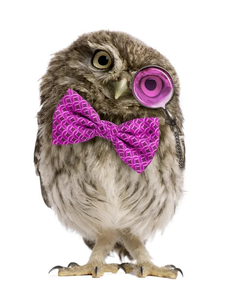 Little Owl wearing magnifying glass and a bow tie in front of a — Stock Photo, Image