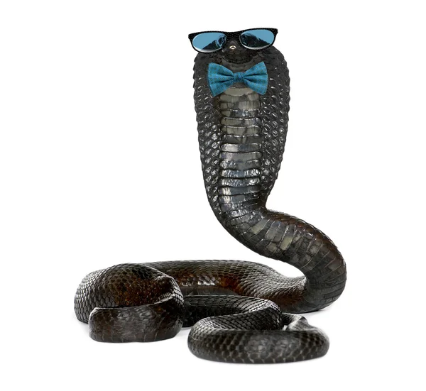 Portrait of Egyptian cobra wearing glasses and a bow tie against — Stock Photo, Image