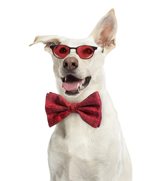 Crossbreed perro con gafas y una pajarita contra respaldo blanco — Foto de Stock