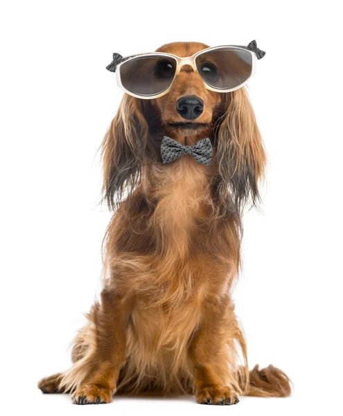 Dachshund, con gafas y pajarita delante de un bac blanco — Foto de Stock