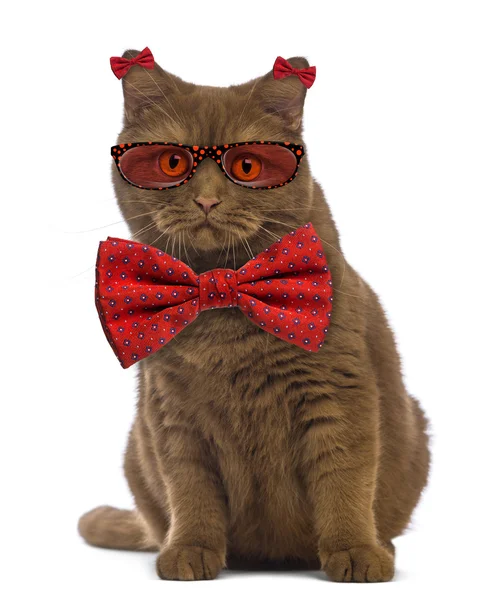 British Shorthair wearing glasses and a bow tie in front of whit — Stockfoto