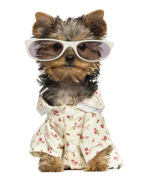 Dressed up Yorkshire Terrier puppy wearing glasses isolated on w — Stok fotoğraf