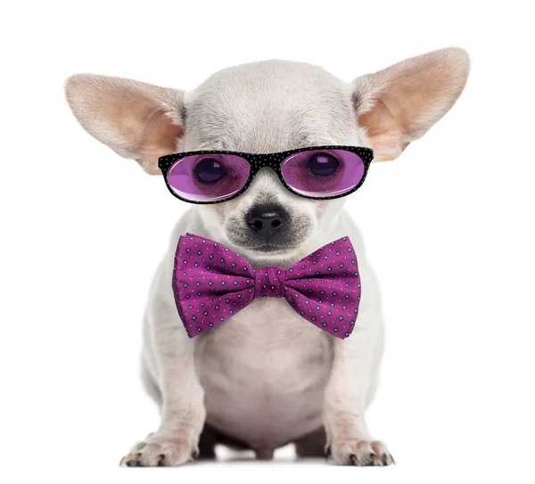 Chihuahua cachorro con gafas y una pajarita aislada en blanco — Foto de Stock