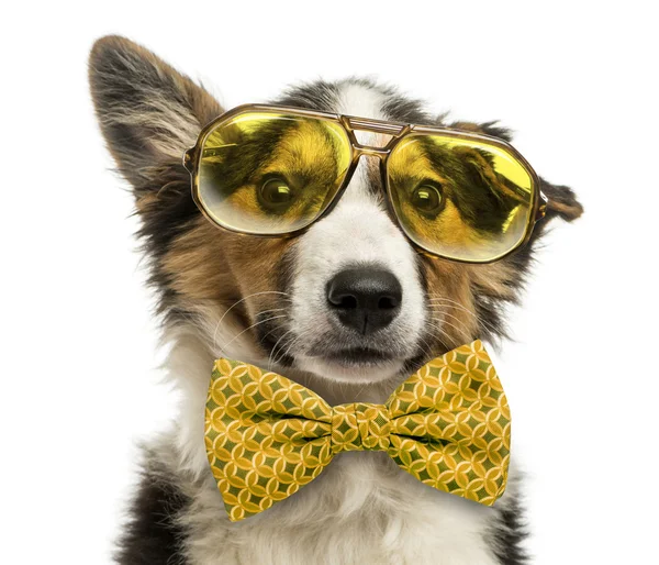 Close-up of a Border collie with old fashioned glasses and a bow