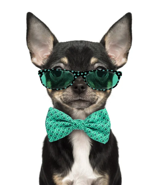 Close-up of a Chihuahua puppy wearing glasses and a bow tie isol — стокове фото