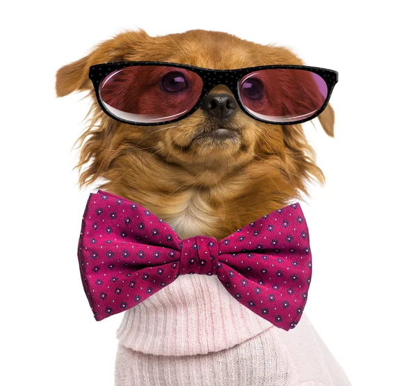 Close-up of a Dressed-up Mixed-breed Chihuahua wearing glasses a — 图库照片