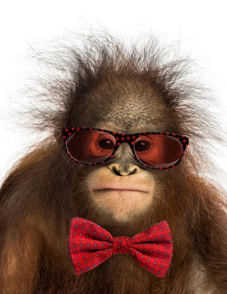 Close-up of a young Bornean orangutan wearing glasses and a bow — 스톡 사진