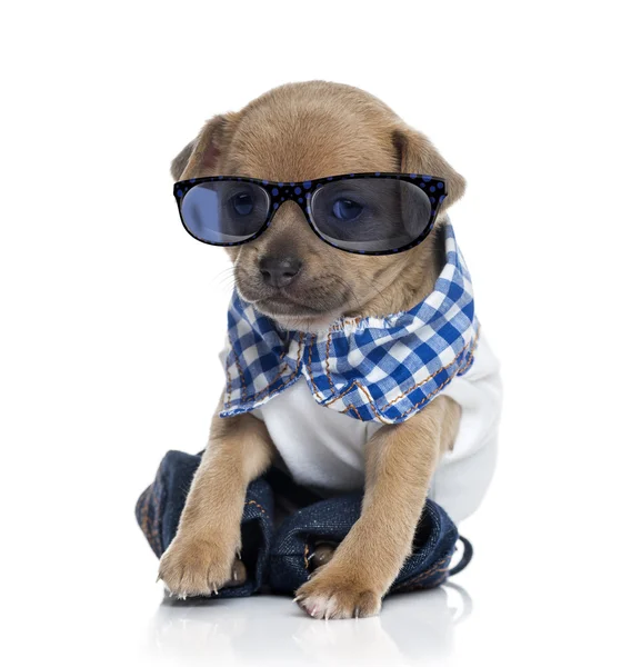 Dressed Chihuahua puppy (1 month old) wearing glasses — Zdjęcie stockowe