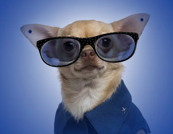 Chihuahua vestita con orecchini e occhiali su un blu — Foto Stock