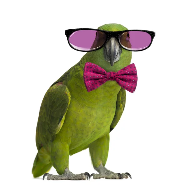 Yellow-naped parrot wearing glasses and a bow tie, isolated on w — Stock Photo, Image