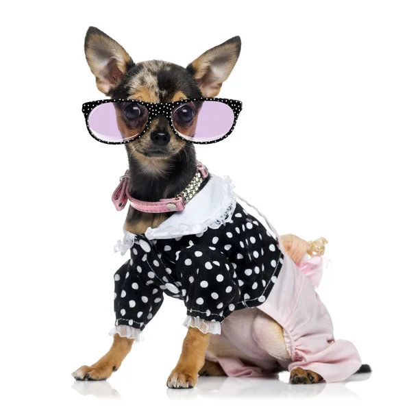 Gekleed Chihuahua (1,5 jaar oud) dragen bril — Stockfoto