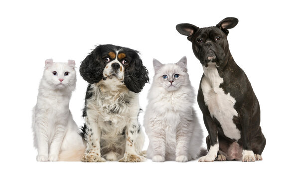 Group of dogs and cats in front of a white background
