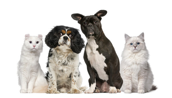 Group of dogs and cats in front of a white background