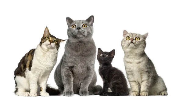 Grupo de gatos frente a un fondo blanco — Foto de Stock