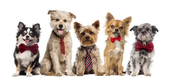 Grupp av hundar framför en vit bakgrund — Stockfoto