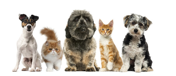 Group of dogs and cats in front of a white background