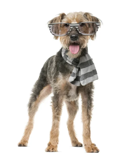 Fox Terrier ใส่ผ้าพันคอและแว่นตาหน้าหลังสีขาว — ภาพถ่ายสต็อก