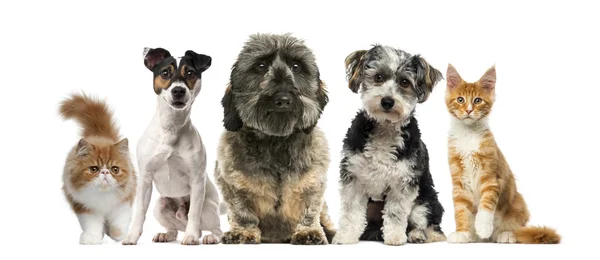 Grupo de cães e gatos na frente de um fundo branco — Fotografia de Stock