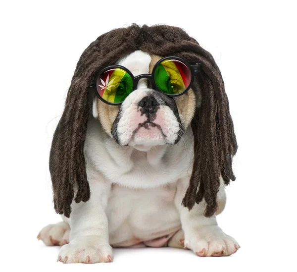 Inglés bulldog cachorro usando un dreadlocks peluca y gafas en fr — Foto de Stock