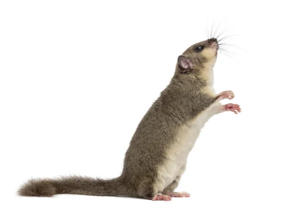 Edible dormouse in front of a white background — Stock Photo, Image