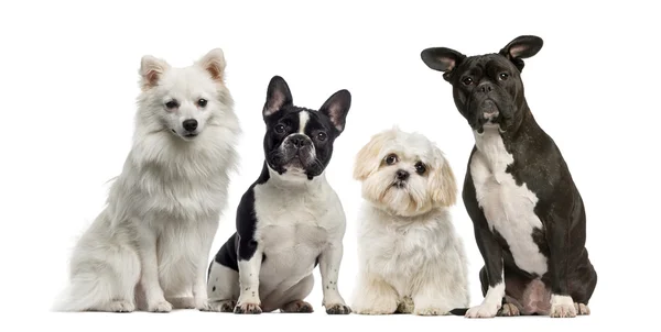 Groupe de chiens devant un fond blanc — Photo