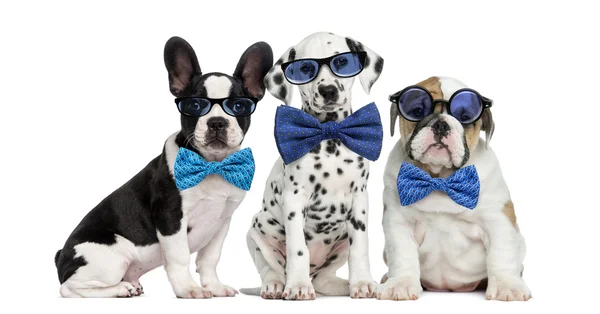 Gruppo di cani con occhiali e papillon — Foto Stock