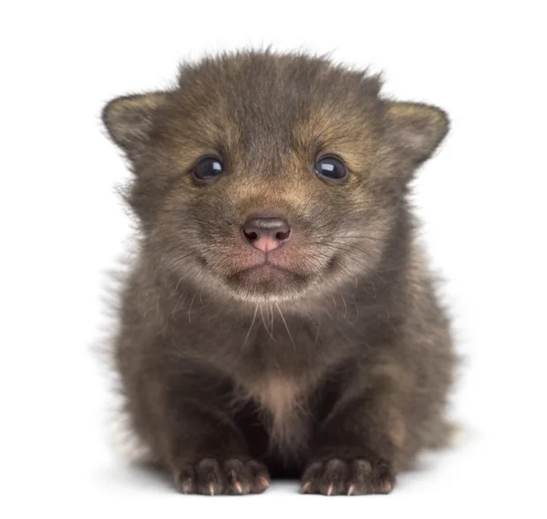 Petit renard (4 semaines) assis devant un fond blanc — Photo