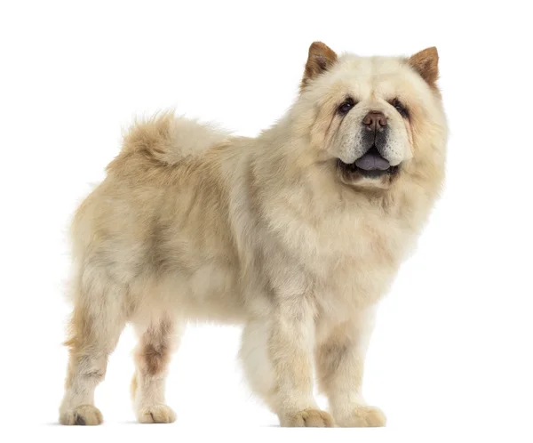 Chow chow in front of a white background — Stock Photo, Image