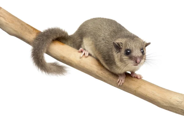 Edible dormouse on a branch in front of a white background — Stock Photo, Image