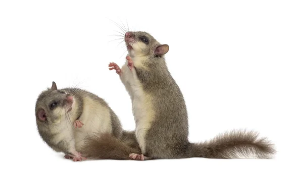 Dormitorio comestible frente a un fondo blanco — Foto de Stock