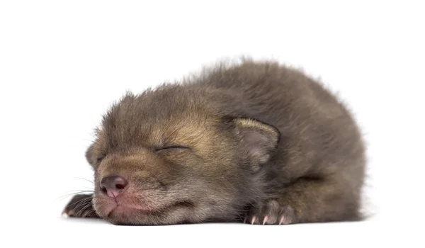 Fox cub (4 veckor gamla) ligger framför en vit bakgrund — Stockfoto