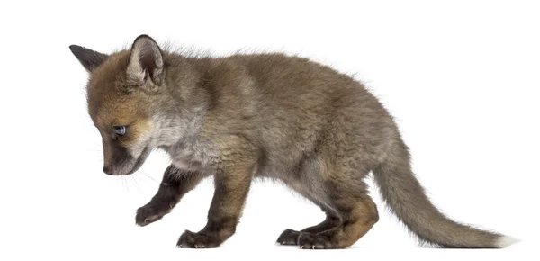 Fox cub (7 veckor gamla) gå framför en vit bakgrund — Stockfoto