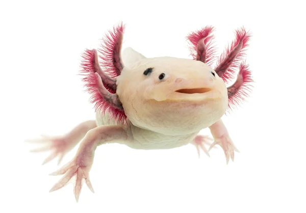 Axolotl (Ambystoma mexicanum) μπροστά από ένα λευκό φόντο — Φωτογραφία Αρχείου