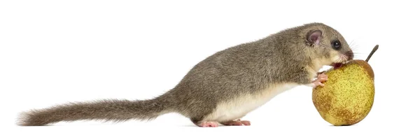 Beyaz arka plan önünde bir armut yemek yenilebilir Fındık faresi — Stok fotoğraf