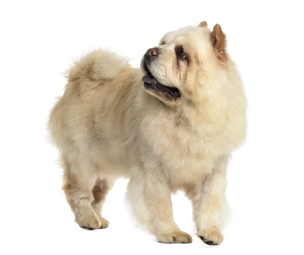 Chow Chow na frente de um fundo branco — Fotografia de Stock